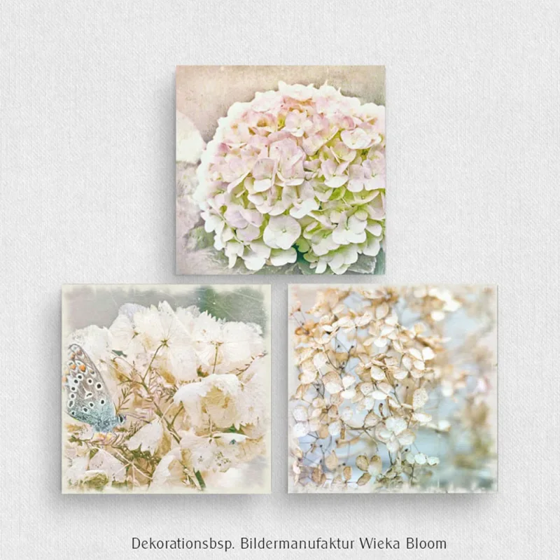 Hortensien - Blumen, Wandbilder Triptychon, Leinwandbilder im Shabby Chic Landhausstil