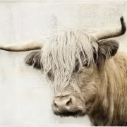 Hochlandrind - Wandbild im Shabby Chic Landhausstil Vintage Style günstig kaufen