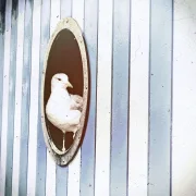 Maritimes Wandbild Möwe im Bullauge im Shabby Chic mit blauen Streifen