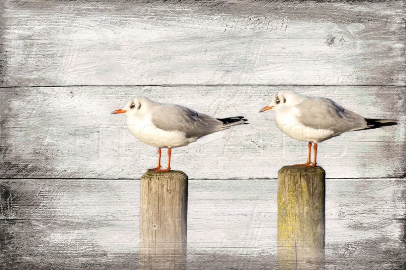 maritimes wandbild 2 möwen im rustikalen shabby landhausstil