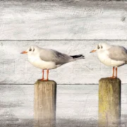 maritimes wandbild 2 möwen im rustikalen shabby landhausstil