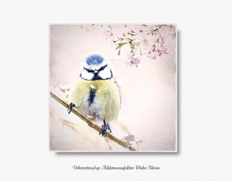 Wandbild Blaumeise Vogel im Shabby Chic Landhausstil als Leinwandbild kaufen