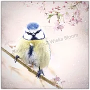 Wandbild Blaumeise Vogel im Shabby Chic, Vintage Style, Landhausstil kaufen