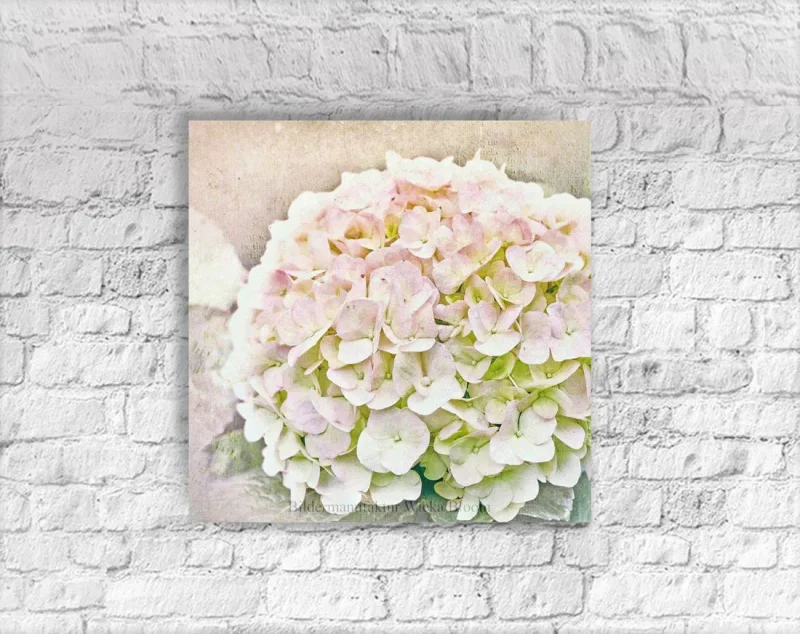 Hortensie - Blüten in Pastell, Wandbild als Leinwandbild im Vintage Style, Shabby Chic, Landhausstil kaufen