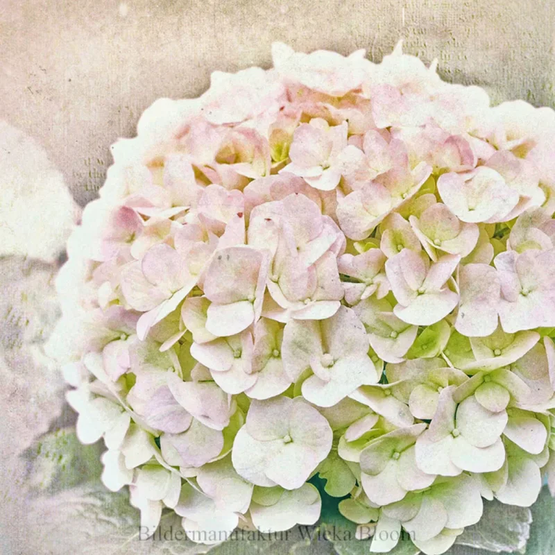 Hortensie - Blumenbild in Pastell, Wandbild im, Shabby Chic, Landhausstil kaufen
