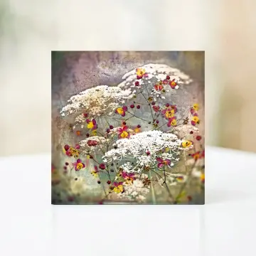 Wandbild - Carota, Karotten Blüten im Shabby Landhausstil