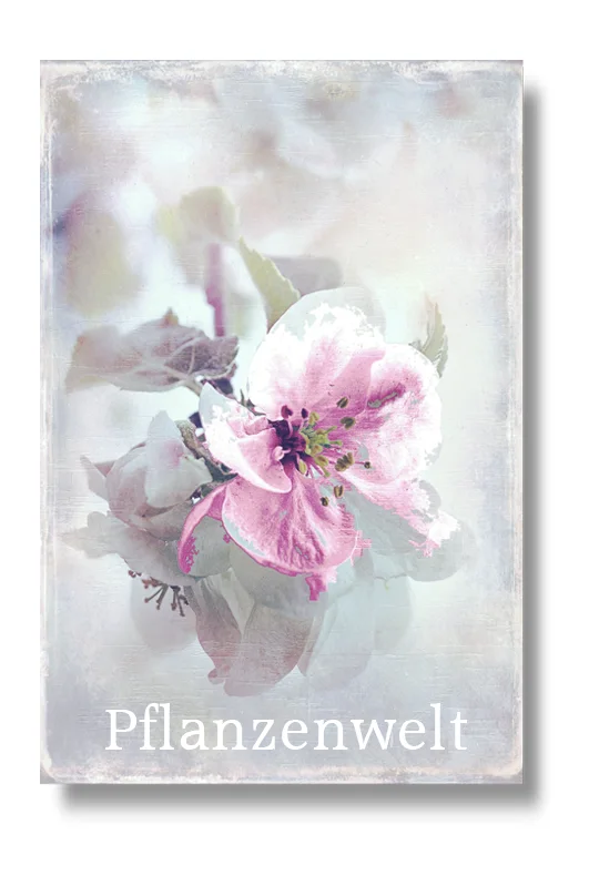 Pflanzenwelt, Wandbilder auf Leinwand, Holz, Kunstruck