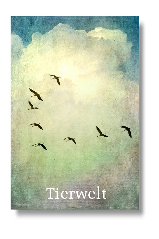 Tierwelt, Wandbilder auf Leinwand, Holz, Kunstdruck